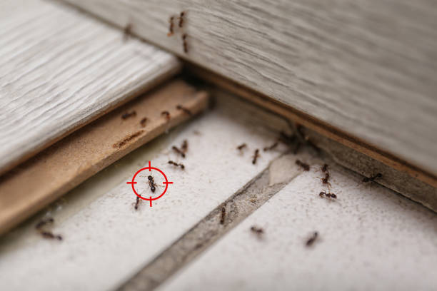 Best Pest Control Near Me in Granite Falls, WA